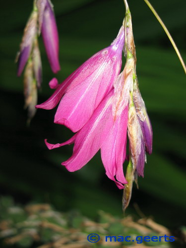 Dierama jucundum